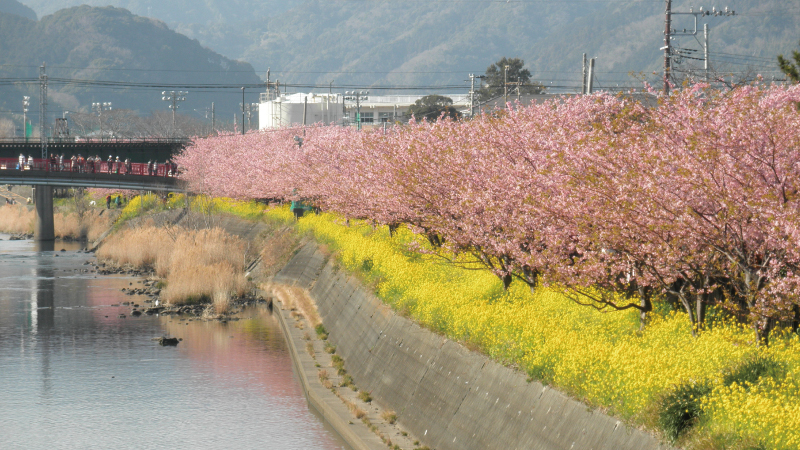 国道135号線から見た河津桜