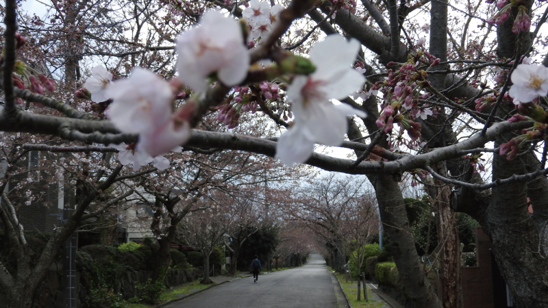 城ヶ崎海岸桜並木道