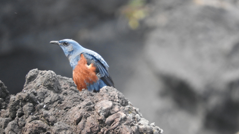 城ケ崎ピクニカルコース溶岩の上の鳥