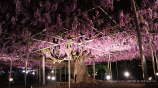 桜の次は藤の花 関東の綺麗な藤棚の名所 穴場