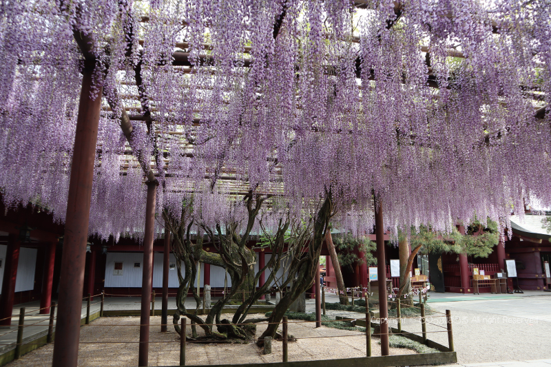 笠間稲荷神社拝殿と藤の花3
