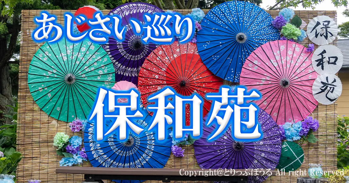 1200X630アイキャッチあじさい保和苑