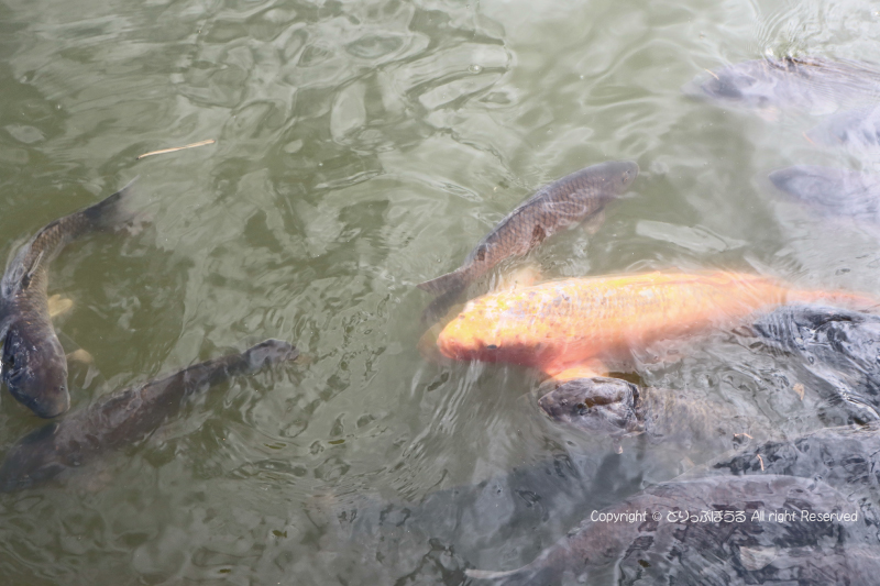 大瀬岬の神池の鯉