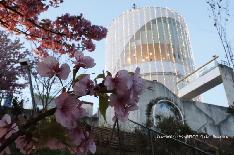まつだ桜まつり会場富士山撮影ポイント