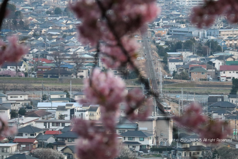 まつだ桜まつり会場から御殿場線