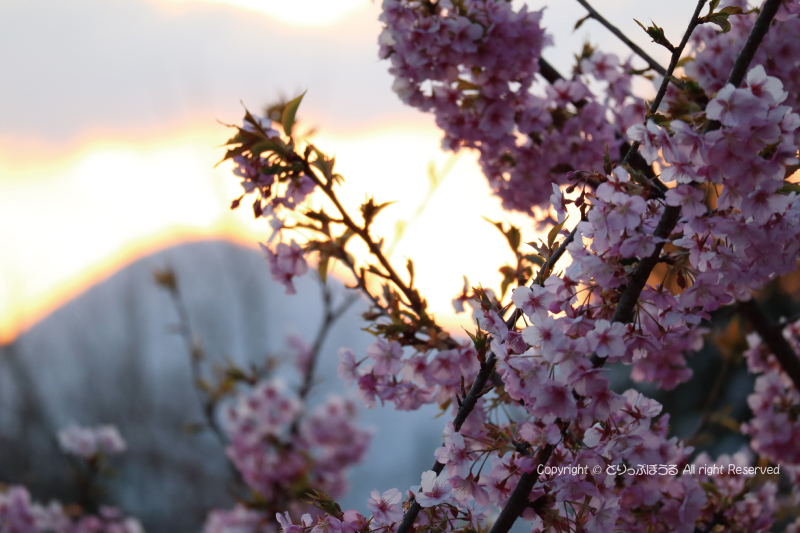 夕暮れのまつだ桜まつり会場