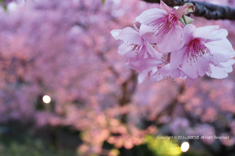 まつだ桜まつり会場ライトアップと桜のズーム