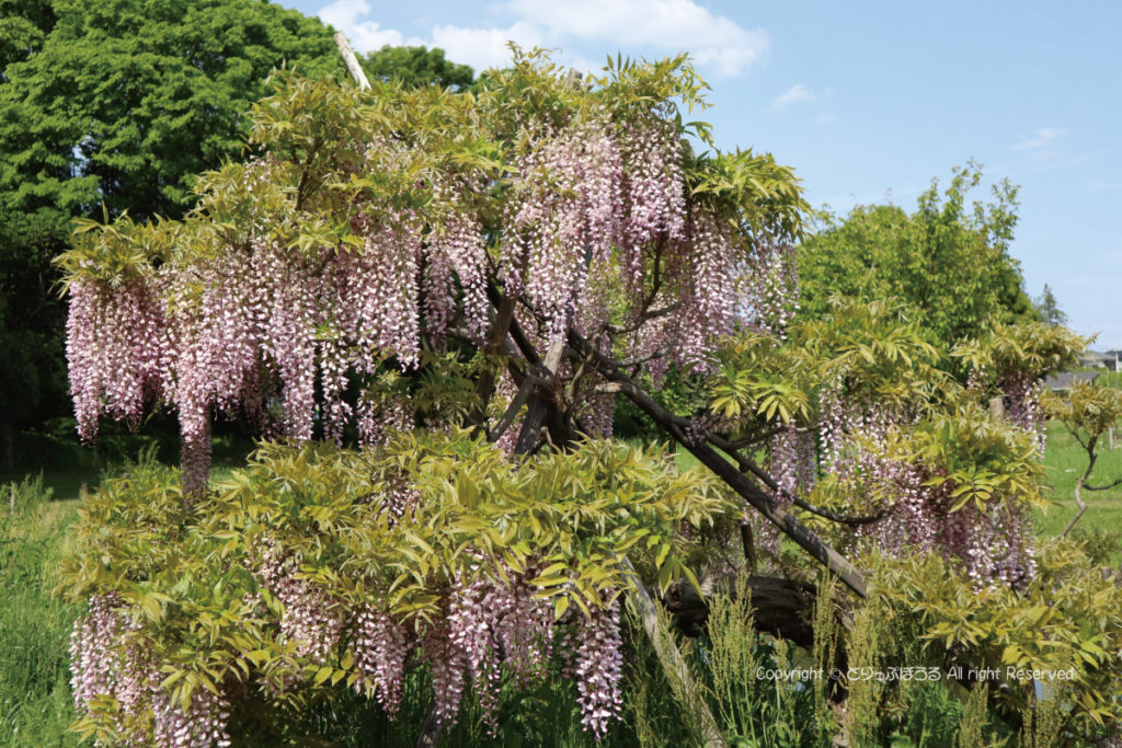 茨城県・古河総合公園の藤の花
