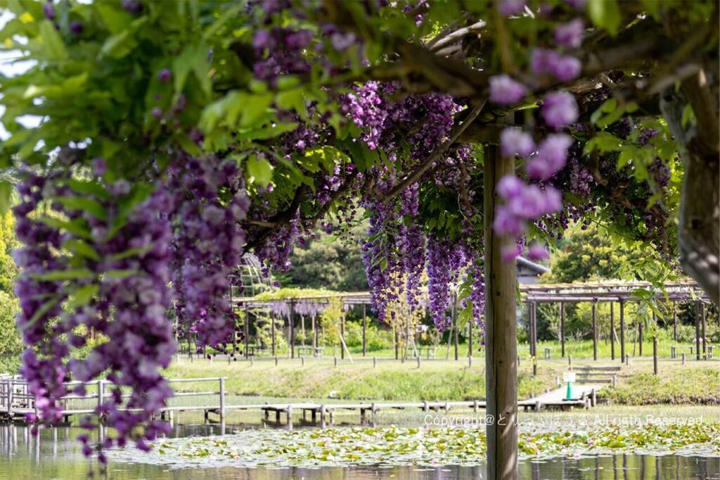 清水公園藤の花と蓮池と藤棚