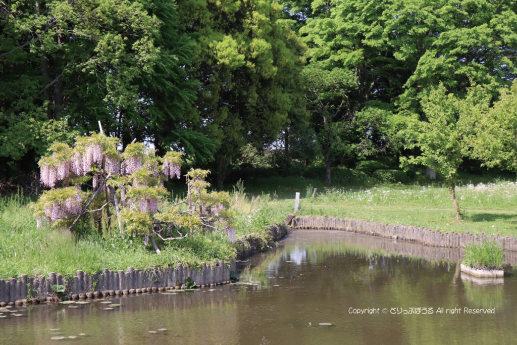 茨城県・古河総合公園の藤の花と池