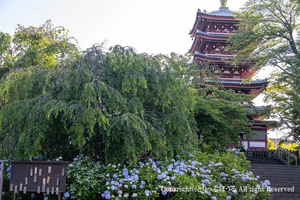 本土寺とあじさい2026年6月10日