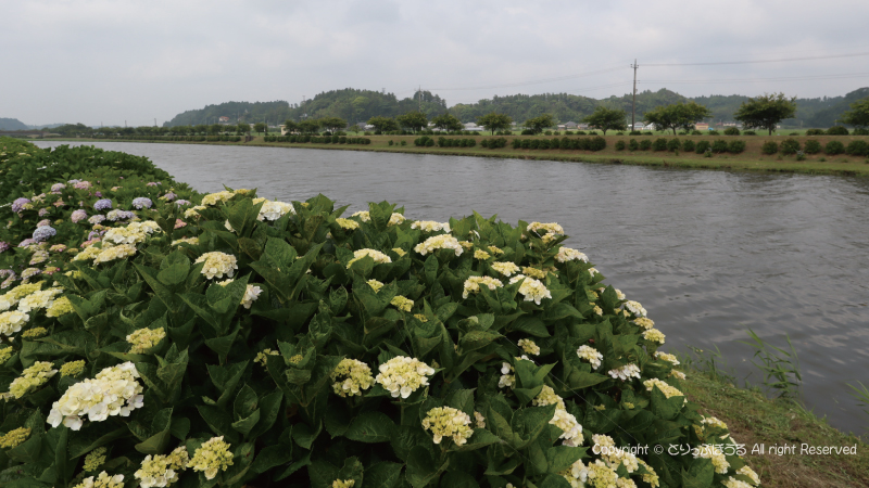 多古町あじさい遊歩道川沿い