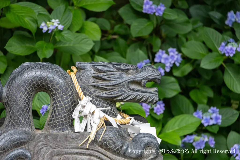 水戸八幡宮龍とあじさい