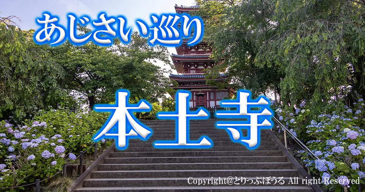1200X630アイキャッチあじさい本土寺