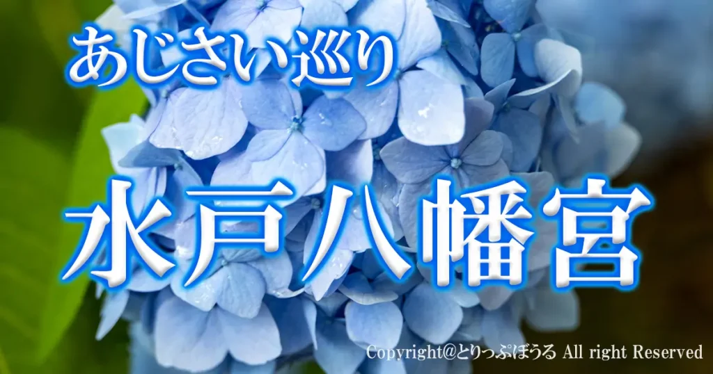 1200X630アイキャッチあじさい水戸八幡宮