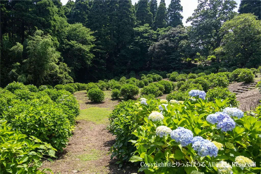 千葉市昭和の森あじさの道全景
