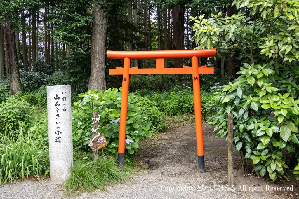 水戸八幡宮あじさい小道