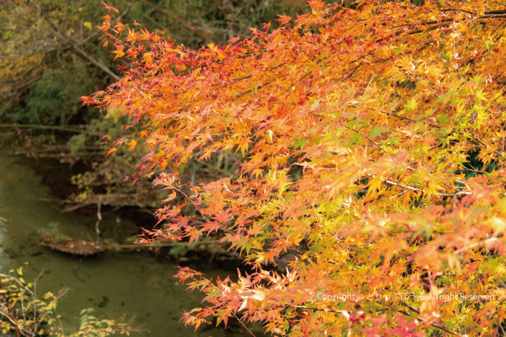 茨城花園渓谷の花園もーるの花園川とグラデーション紅葉