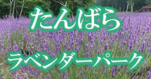 アイキャッチたんばらラベンダーパーク