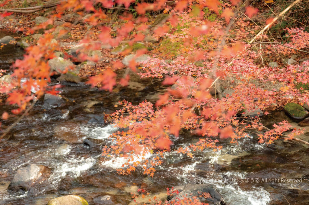 茨城花園渓谷の花園もーる紅葉と花園川