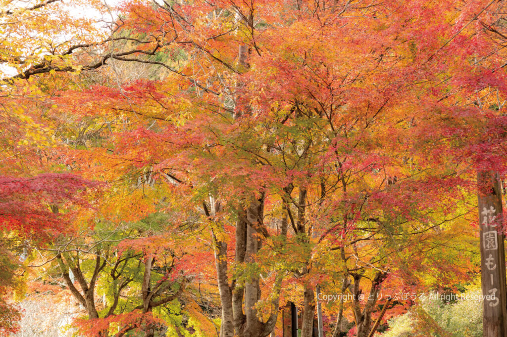 茨城花園渓谷の花園もーるのグラデーション紅葉
