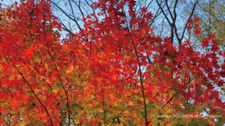 紅葉名所 とりっぷぼうる