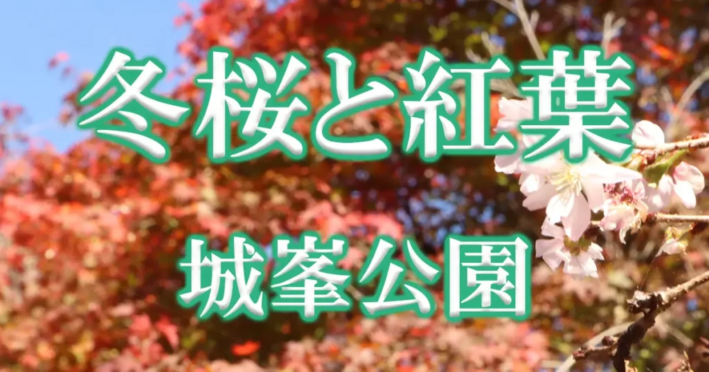 城峯公園の冬桜と紅葉アイキャッチ画像