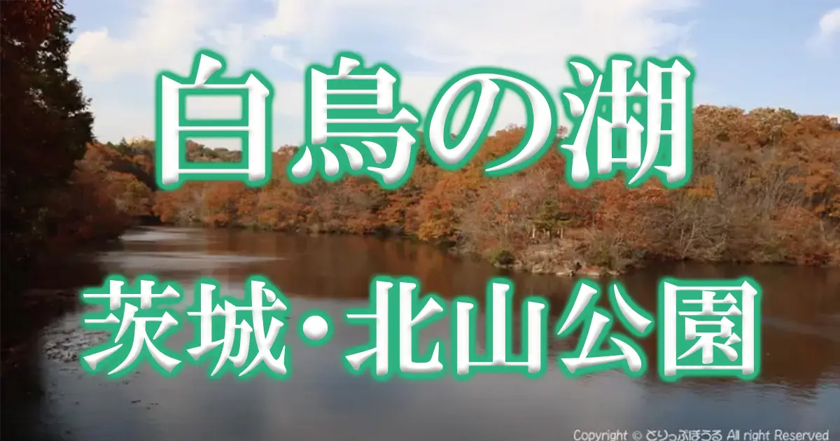 北山公園の白鳥の湖の紅葉アイキャッチ画像