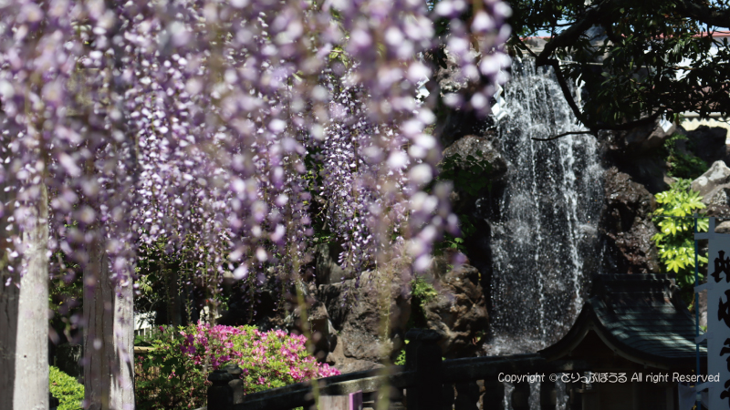 銚子妙福寺の藤と滝