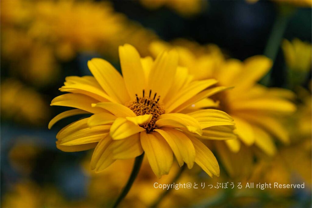 夢ハーベスト農場黄色い花