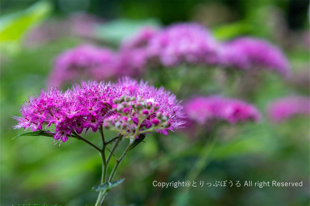 夢ハーベスト農場紫の小さな花