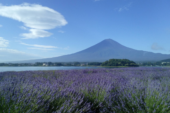 大石公園ラベンダー