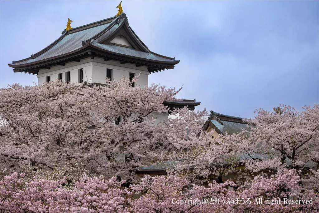 松前城と桜
