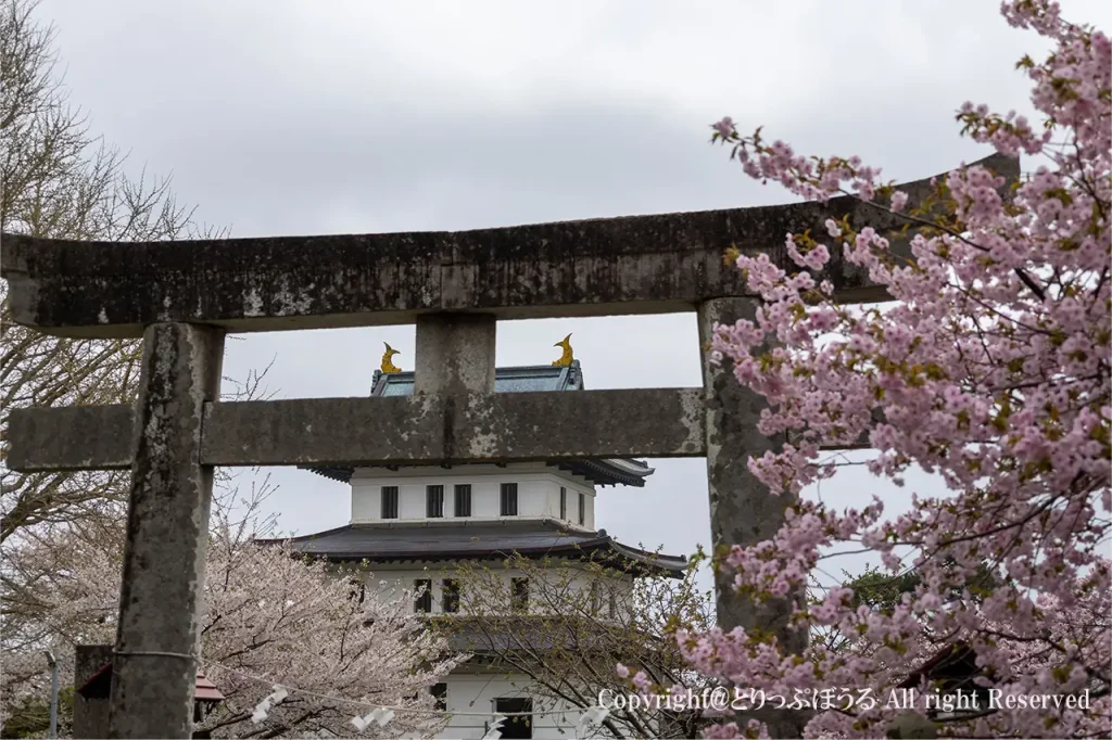 松前神社の鳥居と桜と松前城