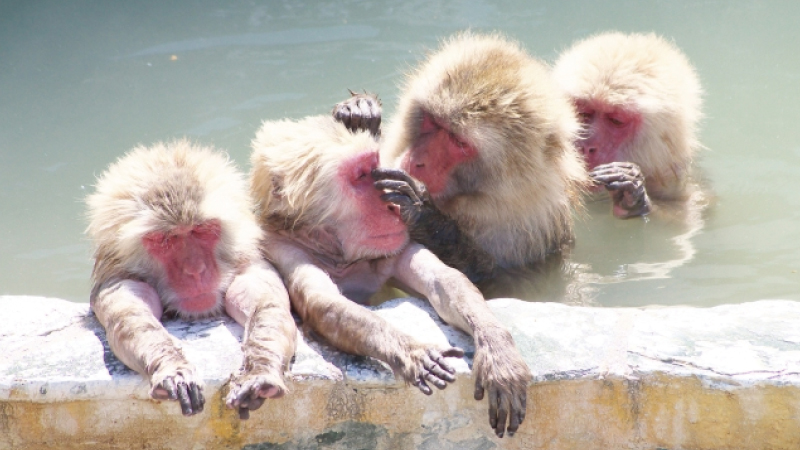 バスで温泉につかる猿が見られる函館市熱帯植物園の サル山温泉 へ