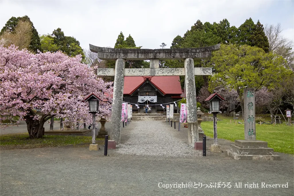 松前神社と桜