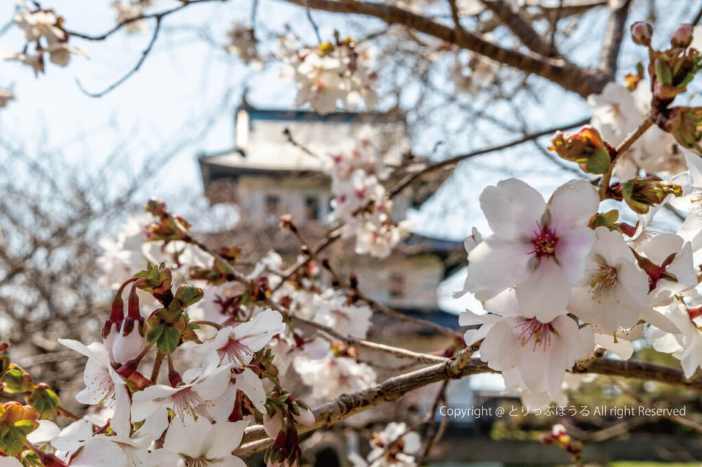 松前城と桜の花びら