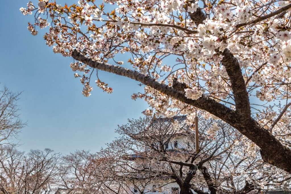 松前城と桜と青空