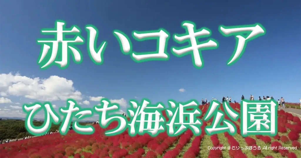 国営ひたち海浜公園赤いコキアアイキャッチ画像