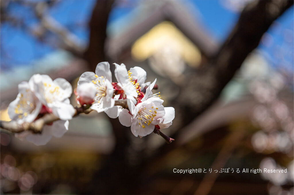 湯島天満宮梅の花
