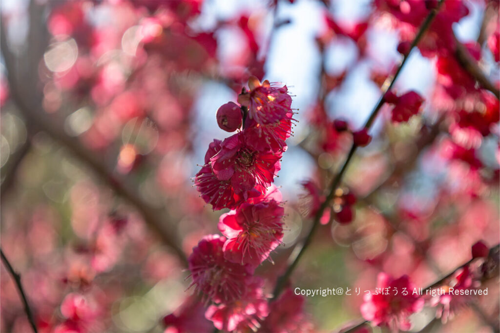湯島天神の赤い桃の花