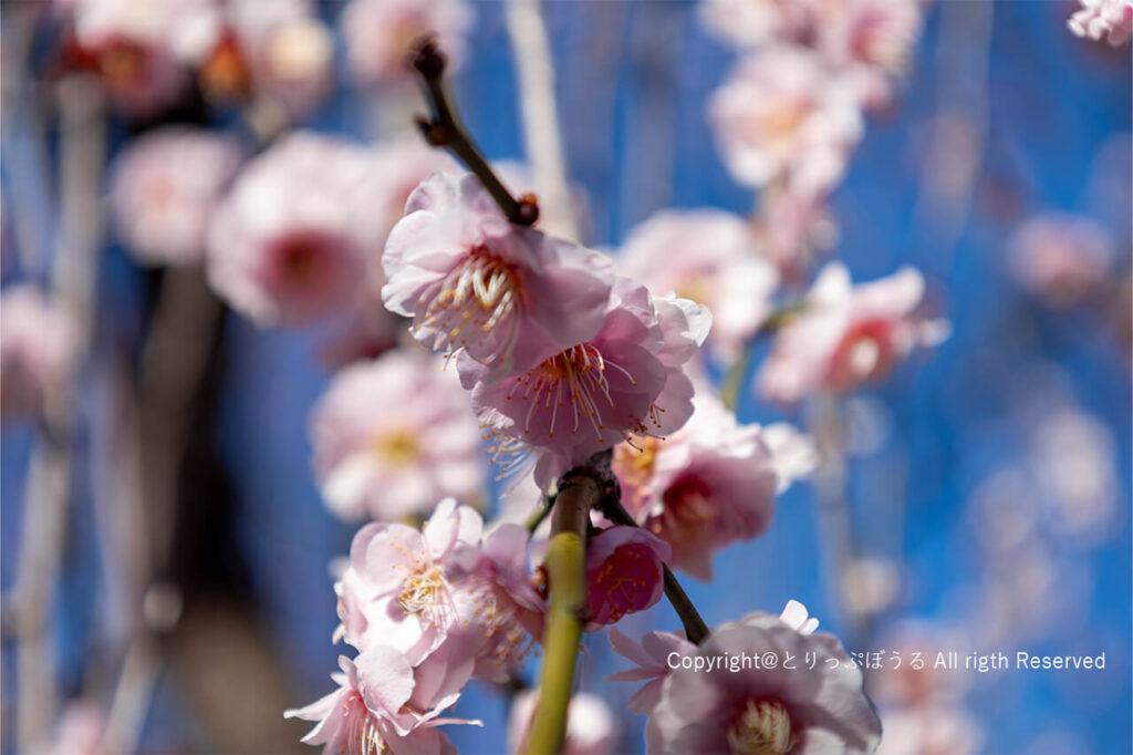 湯島天神のピンク色の梅の花