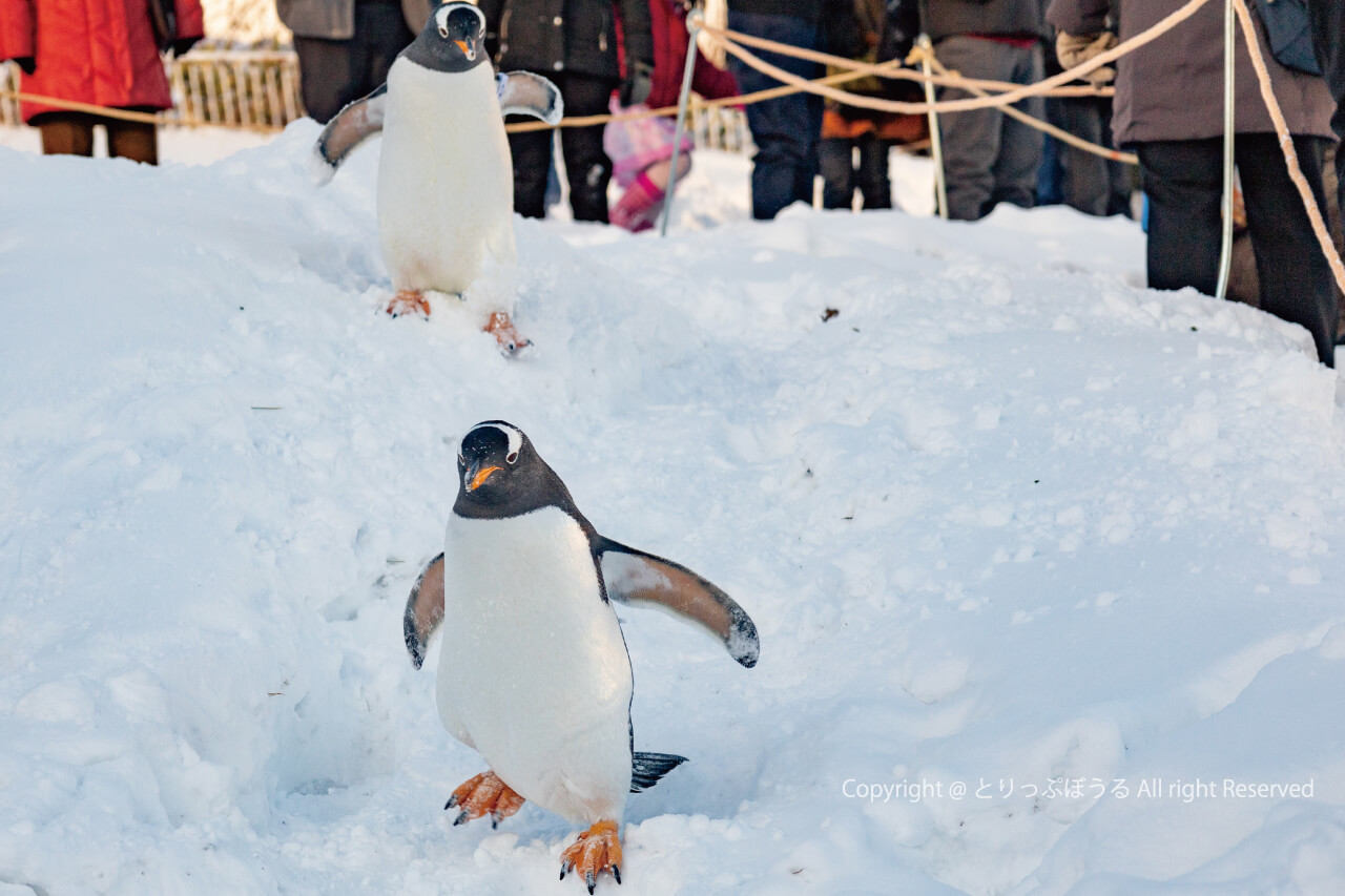 おたる水族館ペンギンの雪中さんぽ