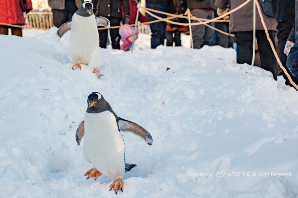 おたる水族館ペンギンの雪中散歩中