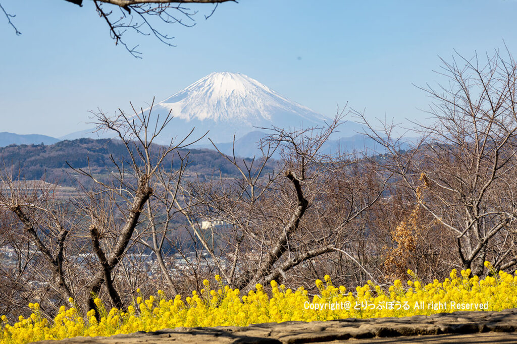 吾妻山公園菜の花と富士山