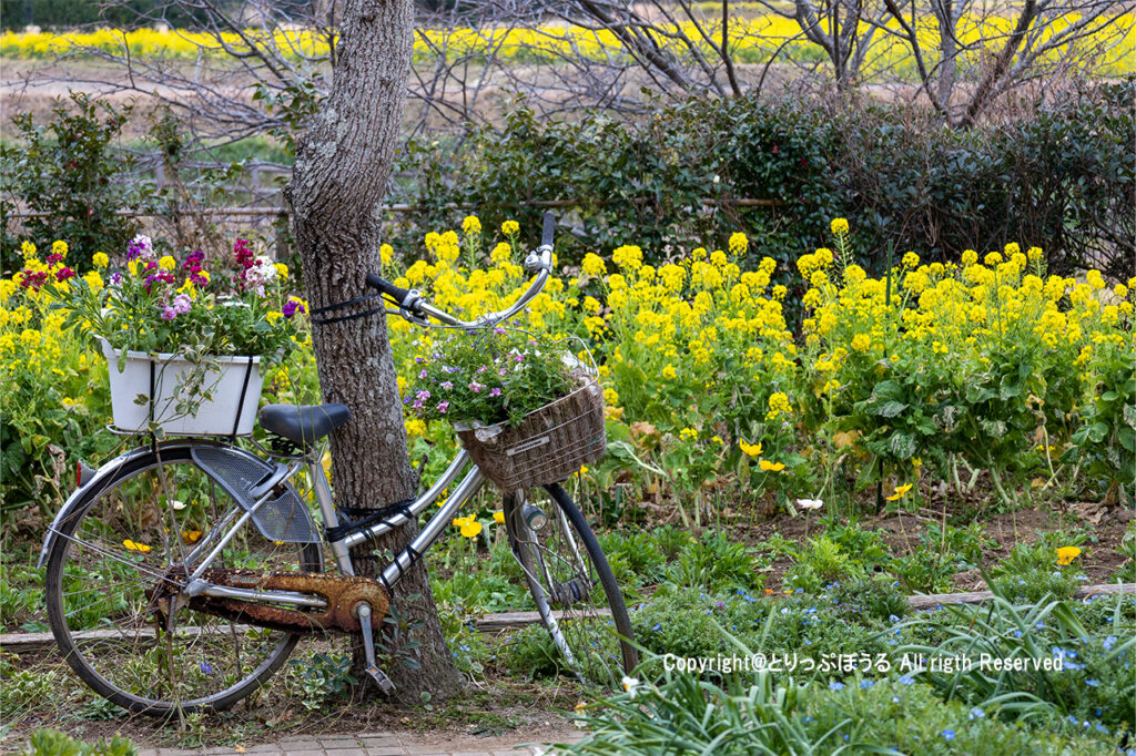 道の駅枇杷倶楽部のお花畑の自転車