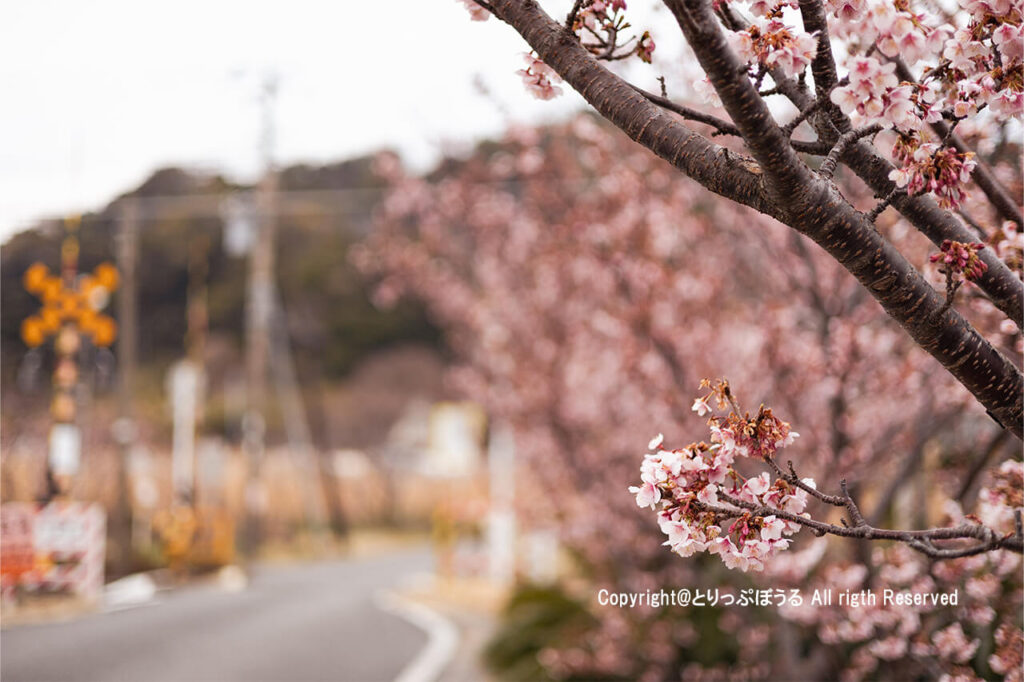 南房総和田町花園の桜と内房線踏切