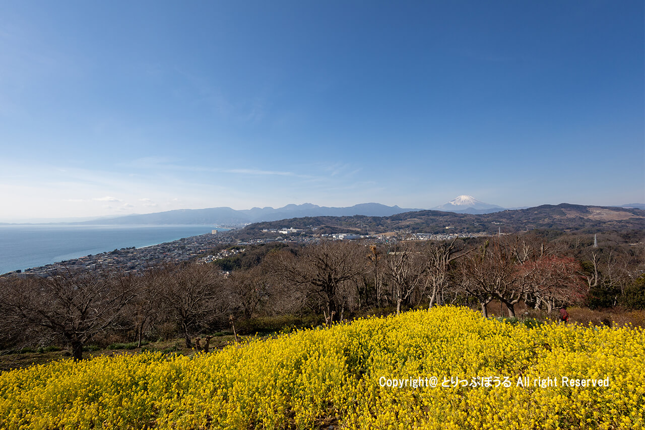 吾妻山公園菜の花と富士山と海
