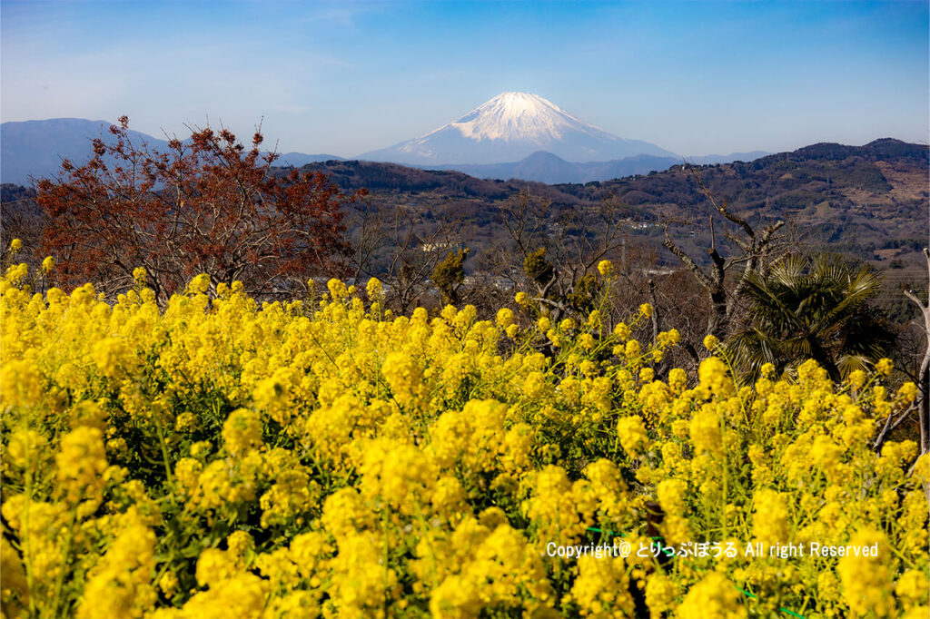 吾妻山公園菜の花と富士山2