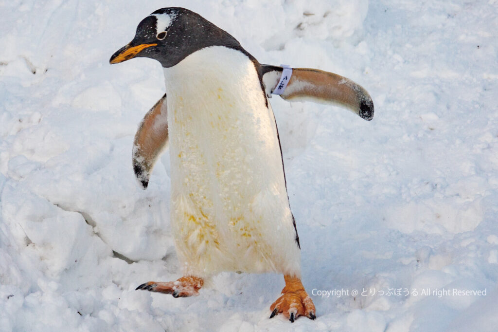 おたる水族館ペンギンの雪中さんぽ２